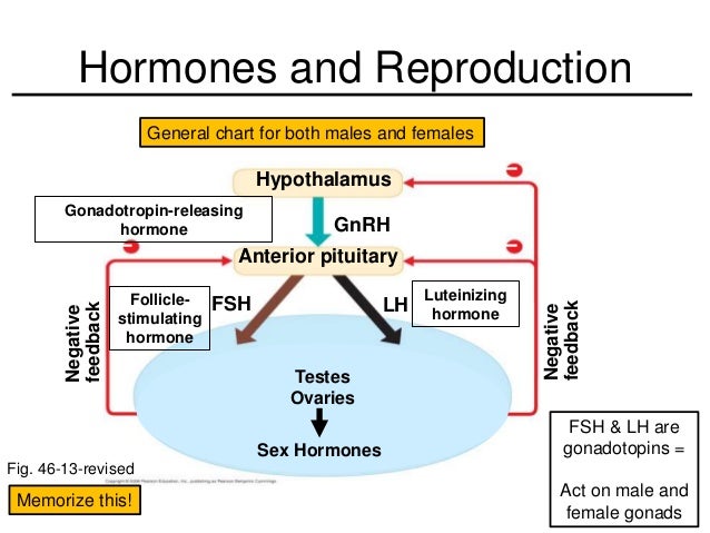 Luteinizing hormone sperm Sex position video demo
